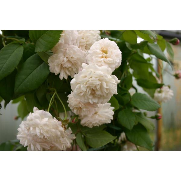 Félicité et Perpétue - Wurzelnackte Rose -A- Qualität