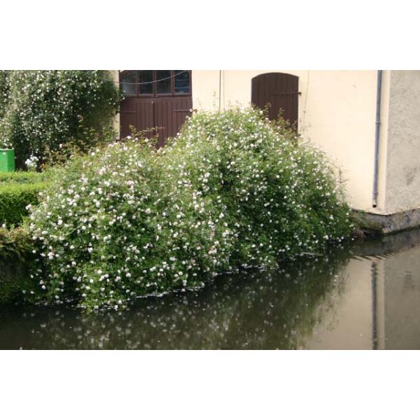 Félicité et Perpétue - Wurzelnackte Rose -A- Qualität