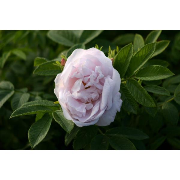 Schneekoppe Hagebutten und andere Rosen kaufen Sie günstig im Online ...