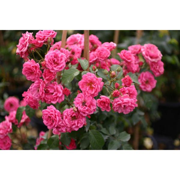 Elmshorn And Other Roses You Can Buy At The Online Shop Of Rosen