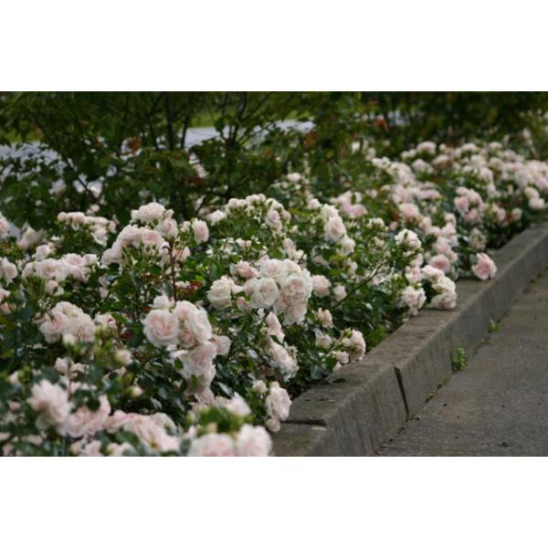 Aspirin Rose® and other roses you can buy at the online shop of Rosen
