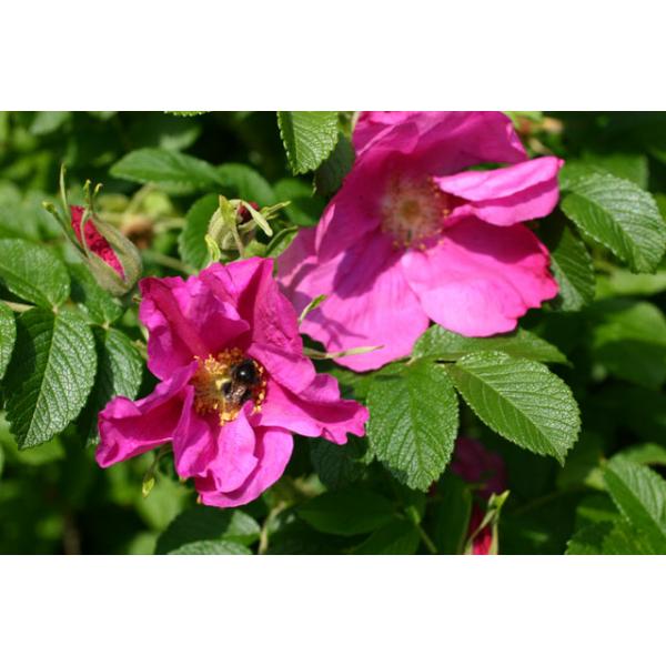 Rosa rugosa - Wurzelnackte Rose -A- Qualität