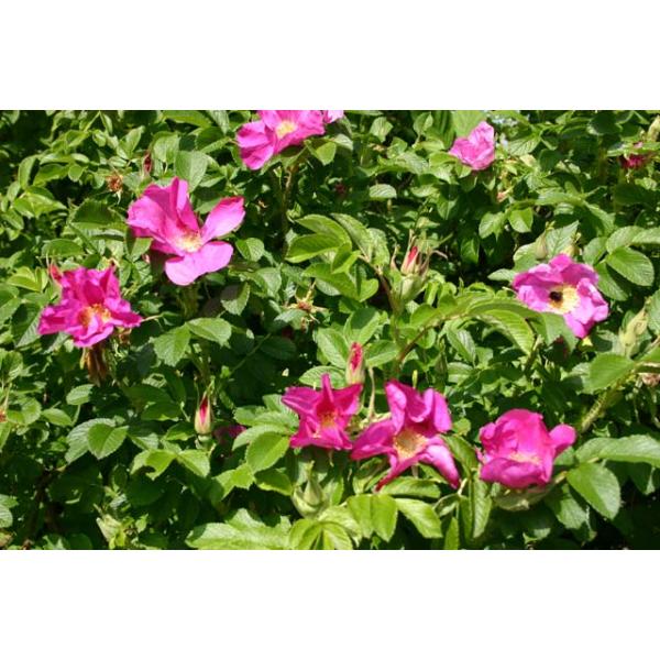 Rosa rugosa - Wurzelnackte Rose -A- Qualität