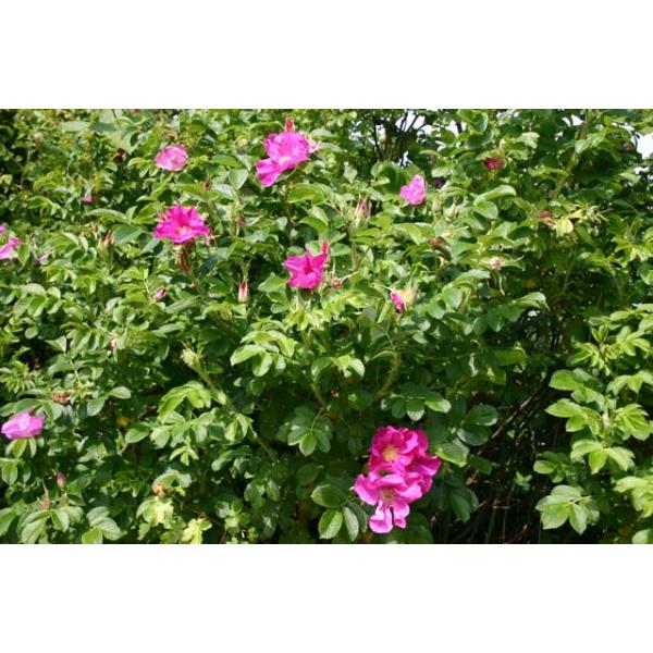 Rosa rugosa - Wurzelnackte Rose -A- Qualität