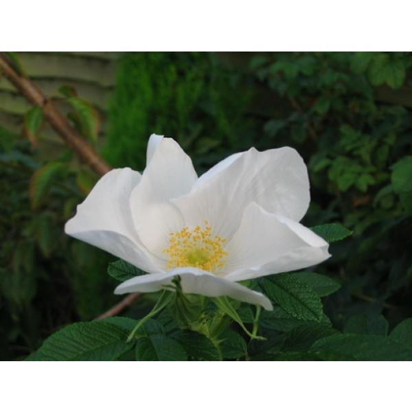 Rosa rugosa Alba - Wurzelnackte Rose -A- Qualität