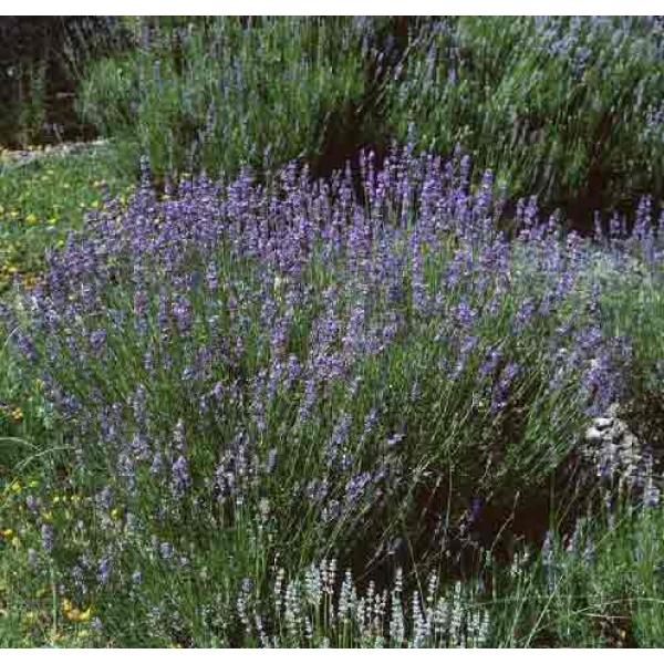 Lavandula angustifolia Hidcote Blue - mit Topfballen