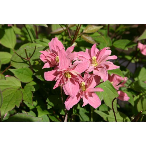 Clematis montana Broughton Star - Topfballen ab 60 cm
