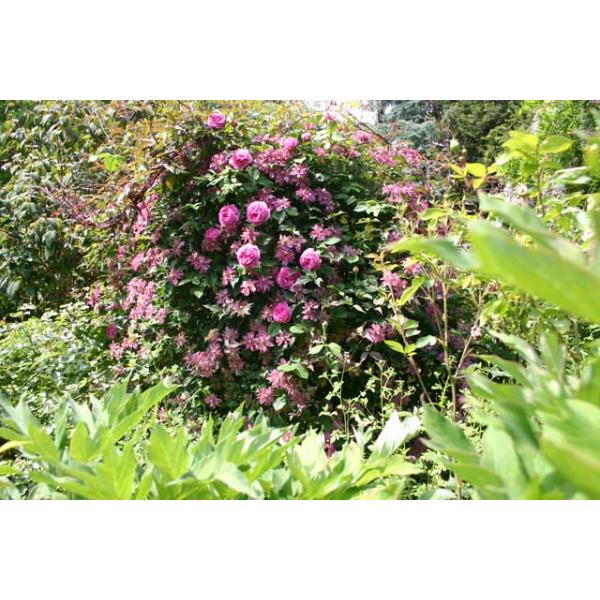 Clematis montana Broughton Star - Topfballen ab 60 cm