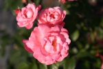 Rose: Mein schoener Garten Foto Rosen-Direct.de