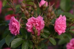  Rose: Pink Grootendorst Foto Rosen-Direct.de