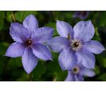 Clematis William Kennett