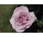 Rose Synactif by Shiseido®