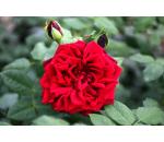 Vitalrose®Koopmann's Imperial