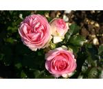 Eden Rose® 85