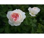 Flora Romantica®