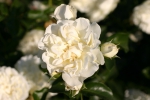 White Meidiland Rose   Foto Rosen-direct