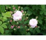 Blush Noisette