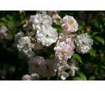 Paul's Himalayan Musk Rambler