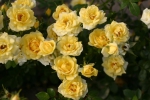 Rose Yellow Fairy Foto rosen-direct