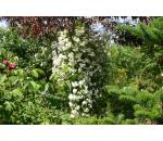 Rambling Rector