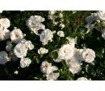 Aspirin Rose®