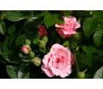 Pink Symphonie®