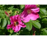 Rosa rugosa
