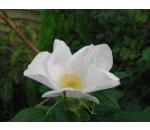 Rosa rugosa Alba