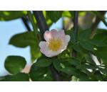 Rosa rubiginosa