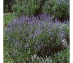 Lavandula angustifolia Hidcote Blue