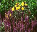 Salvia nemorosa Ostfriesland