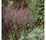 Nepeta × faassenii Six Hills Giant