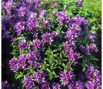 Campanula glomerata Acaulis
