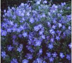 Geranium Pratens
