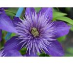 Clematis Multi Blue