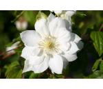 Clematis Duchess of Edinburgh