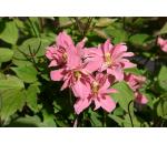 Clematis montana Broughton Star