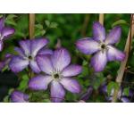 Clematis viticella Venosa Violacea