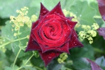 Rose Black Baccara Foto rosen-direct