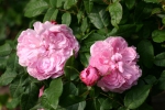 Rose Jacques Cartier hier bestellbar Foto Rosen-direct