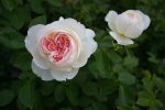 Rose: Flora Romantica Foto Rosen-Direct.de