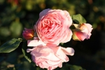 Rose William Morris  Foto Rosen-direct