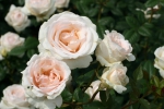 Julia Renaissance Rose Foto Rosen-direct