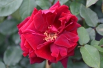 Rose Etoile de Hollande Climbing Foto rosen-direct