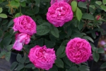 Rose Reine des Violettes Foto Rosen-direct