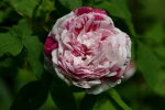 Rose Honorine de Brabant  Foto rosen-direct