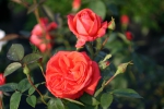 Rose Super Star Foto rosen-direct