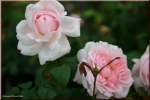 Rose Eglantyne, Eglantine  Foto Rosen-direct