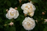 Rose: Glamis Castle Foto Rosen-Direct