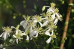 Clematis Flammula